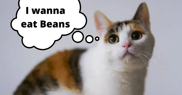 Can cats eat beans USA 2022